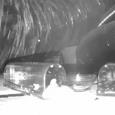 Royallure Human Musfälla 4-Pack – Bezdotykowa, Bezpieczna dla Dzieci i Zwierząt Domowych, Łatwa Instalacja