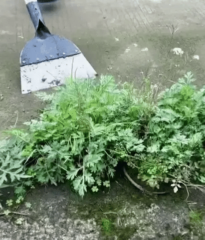 Skrapa Pro – wielofunkcyjna skrapa do chwastów i czyszczenia ze stali